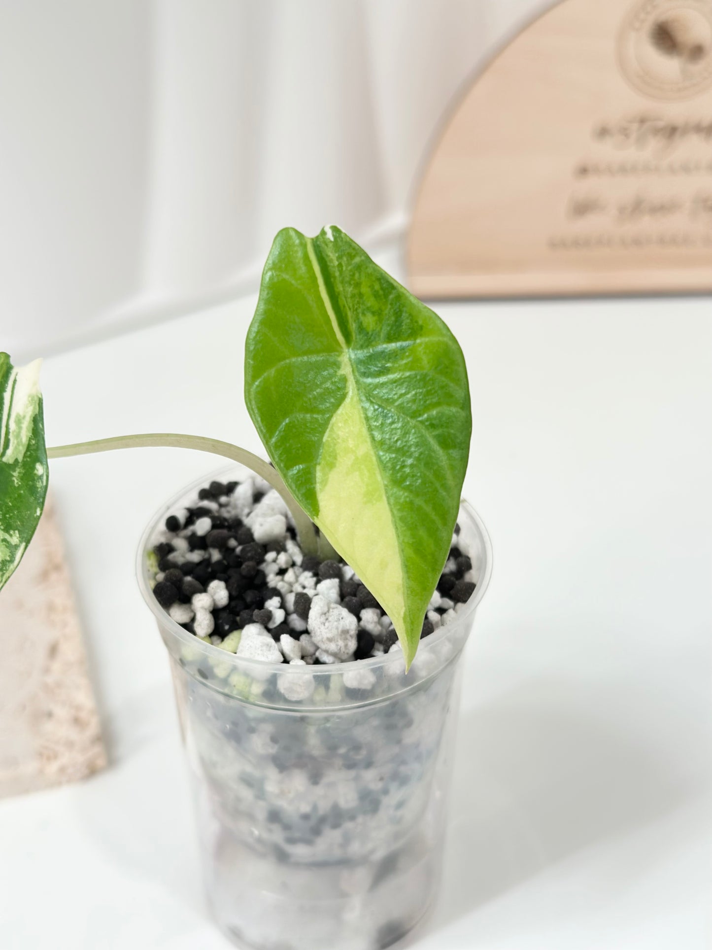Alocasia Scalprum variegated - aurea