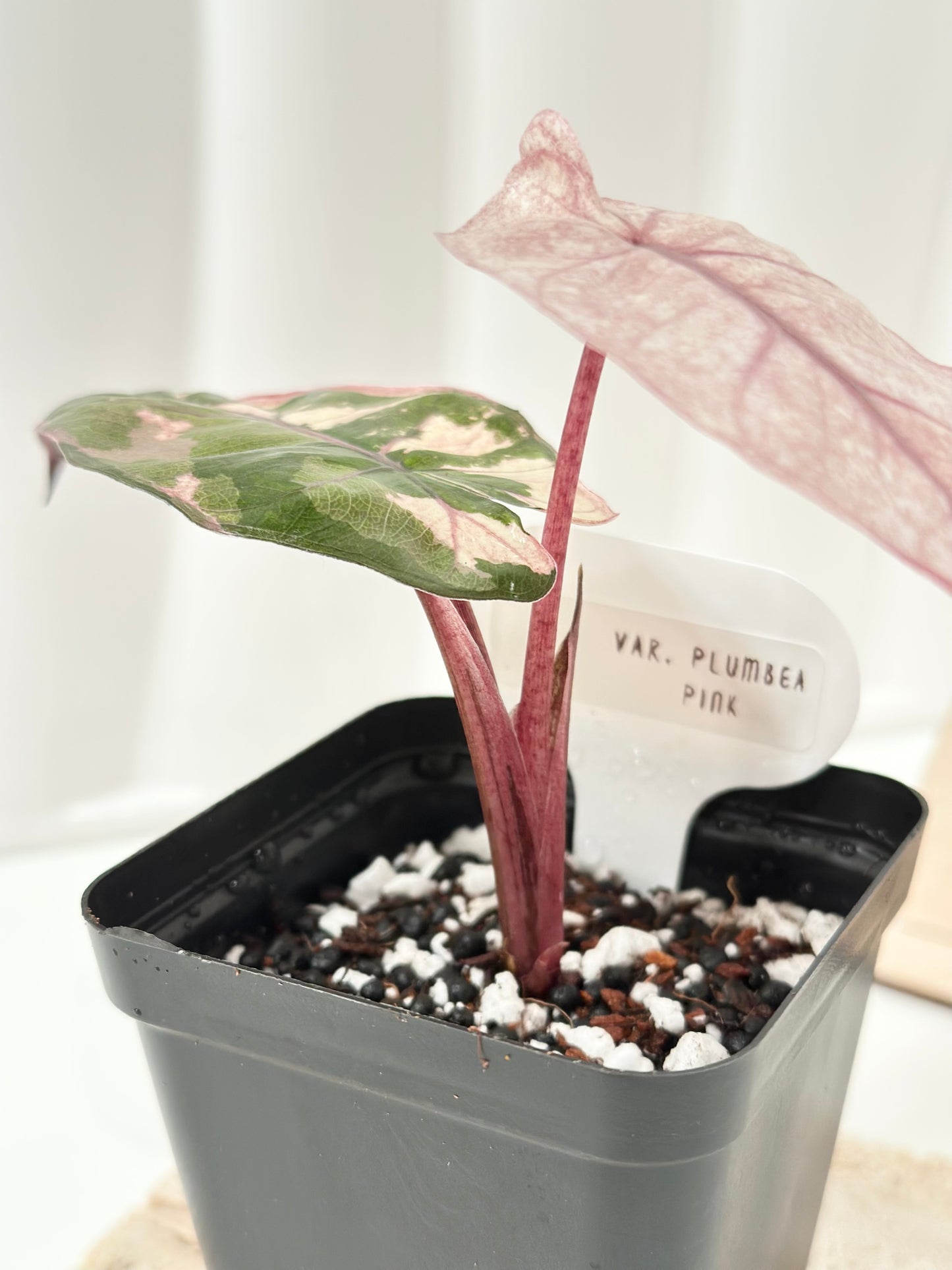 Alocasia Plumbea variegated - pink