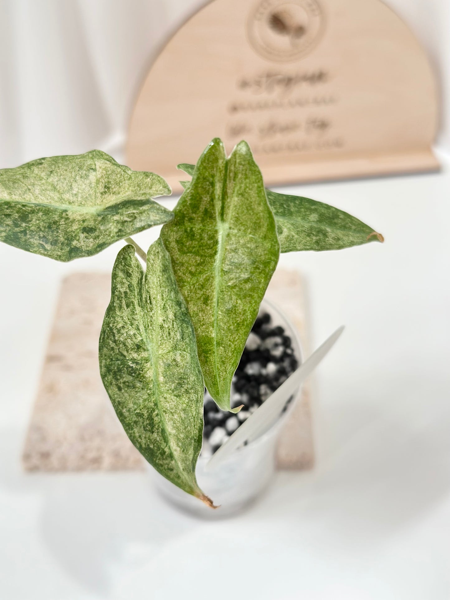 Alocasia Black Satun Variegated - Stardust