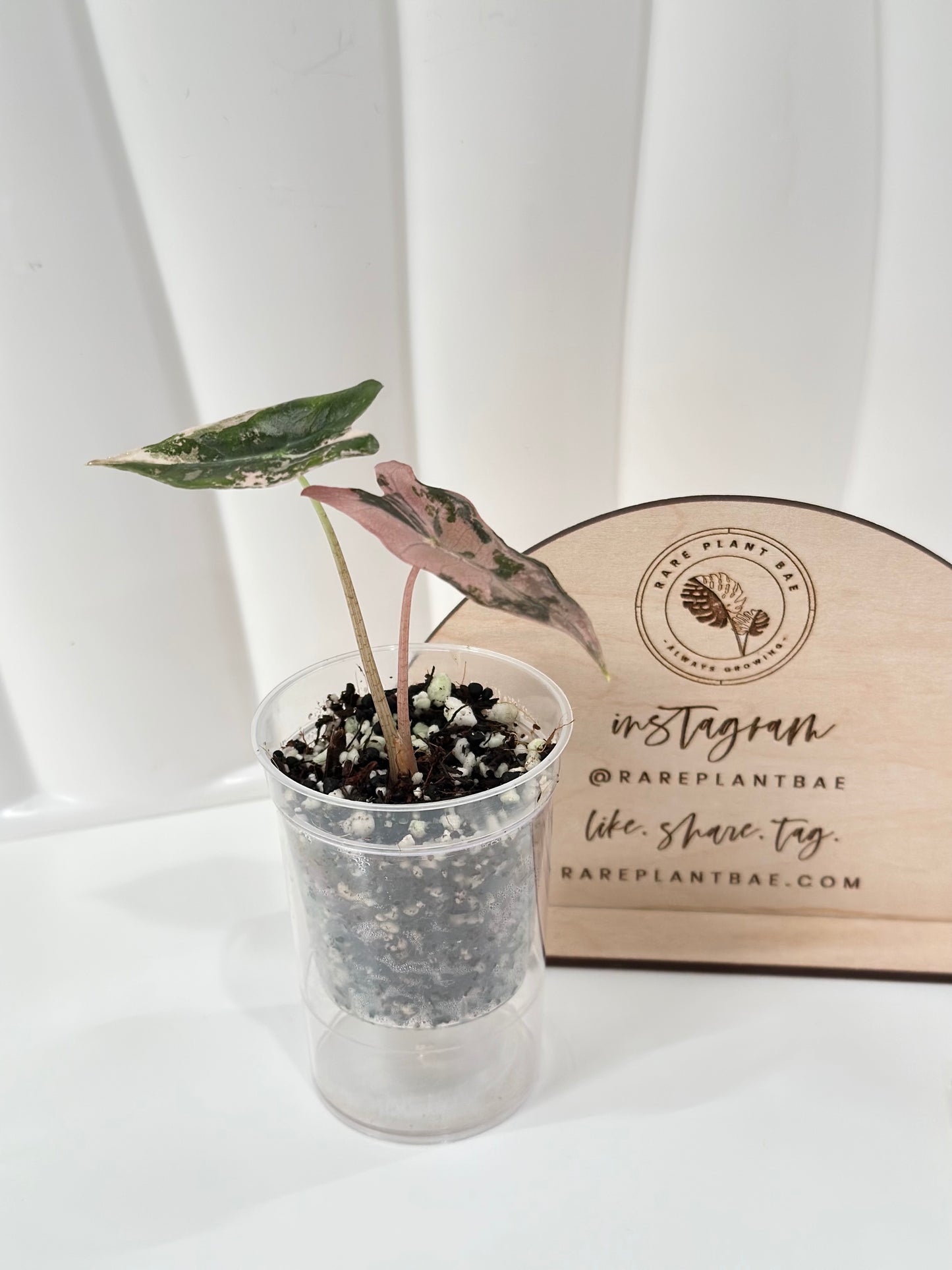 Alocasia Sanderiana "Nobilis K" Variegated - pink
