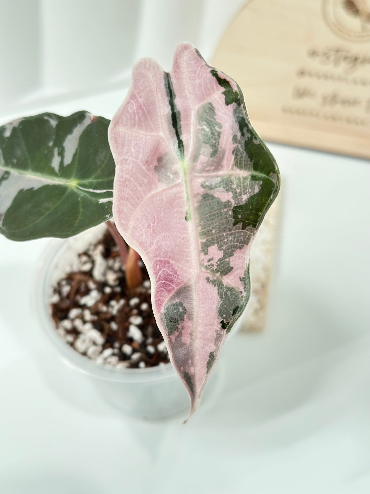Alocasia Amazonica variegated - pink/albo (true US version)