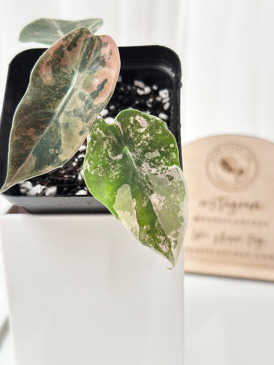 Alocasia Sedenii variegated - aurea