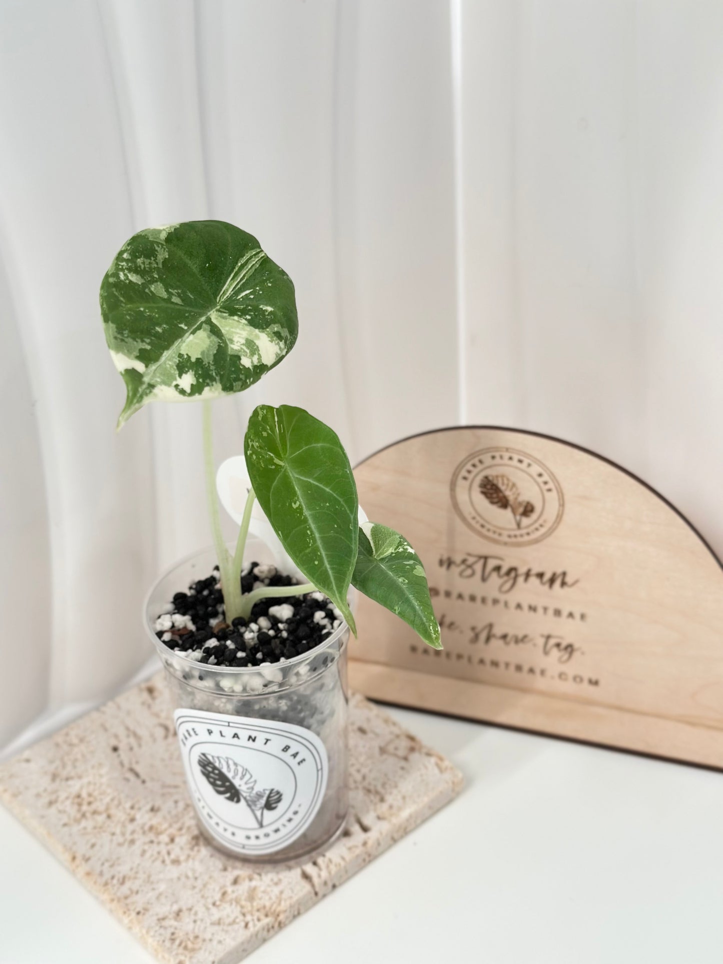Alocasia Maharani variegated - albo
