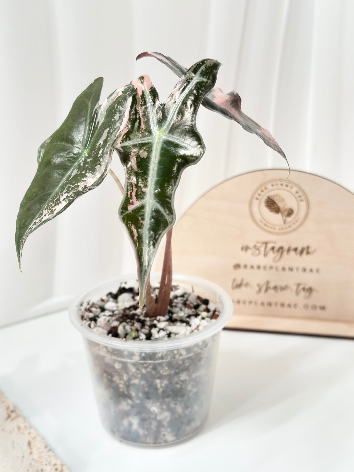 Alocasia Sanderiana "Nobilis K" Variegated - pink
