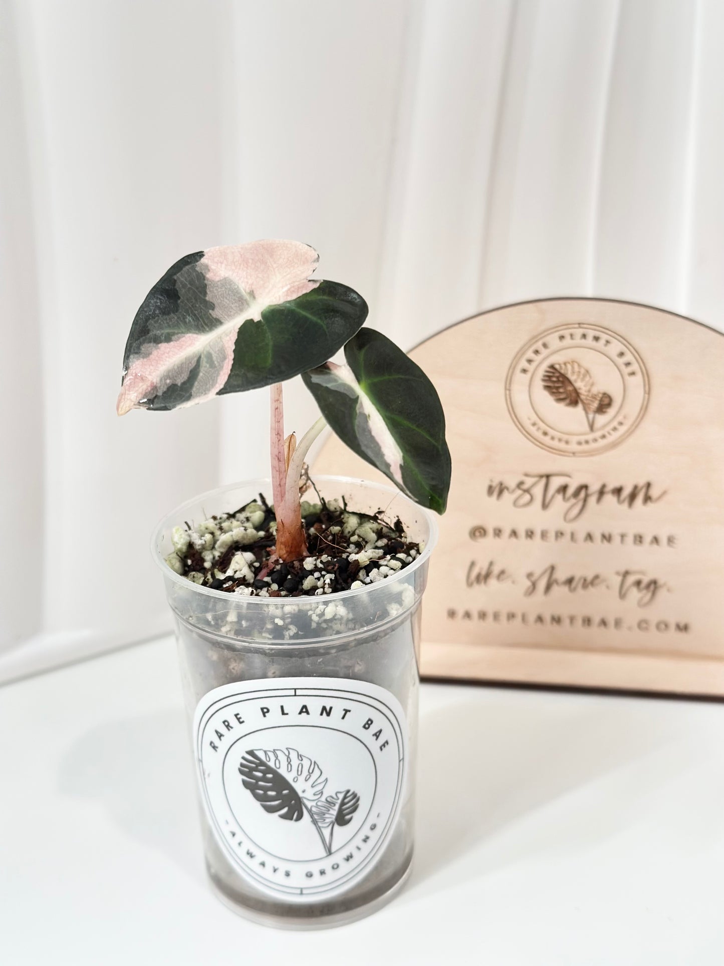 Alocasia Heart Balloon Variegated - pink