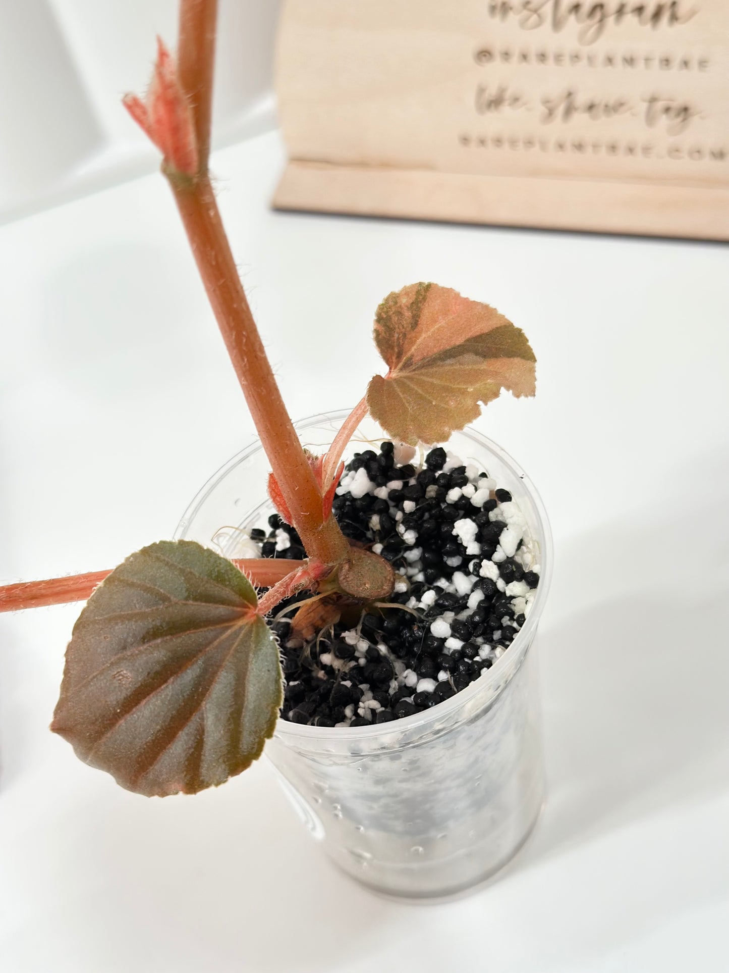 Begonia Cucullata variegated - aurea