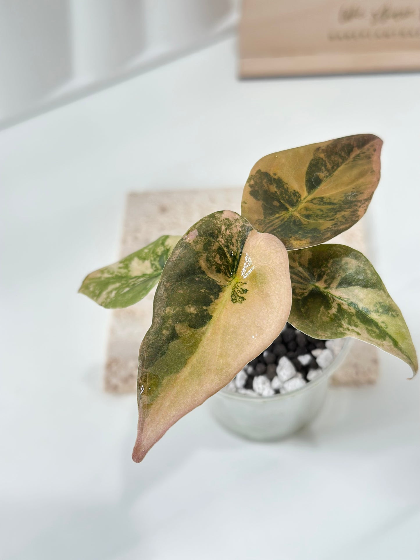 Alocasia Cuprea variegated - "gold latte"/ aurea