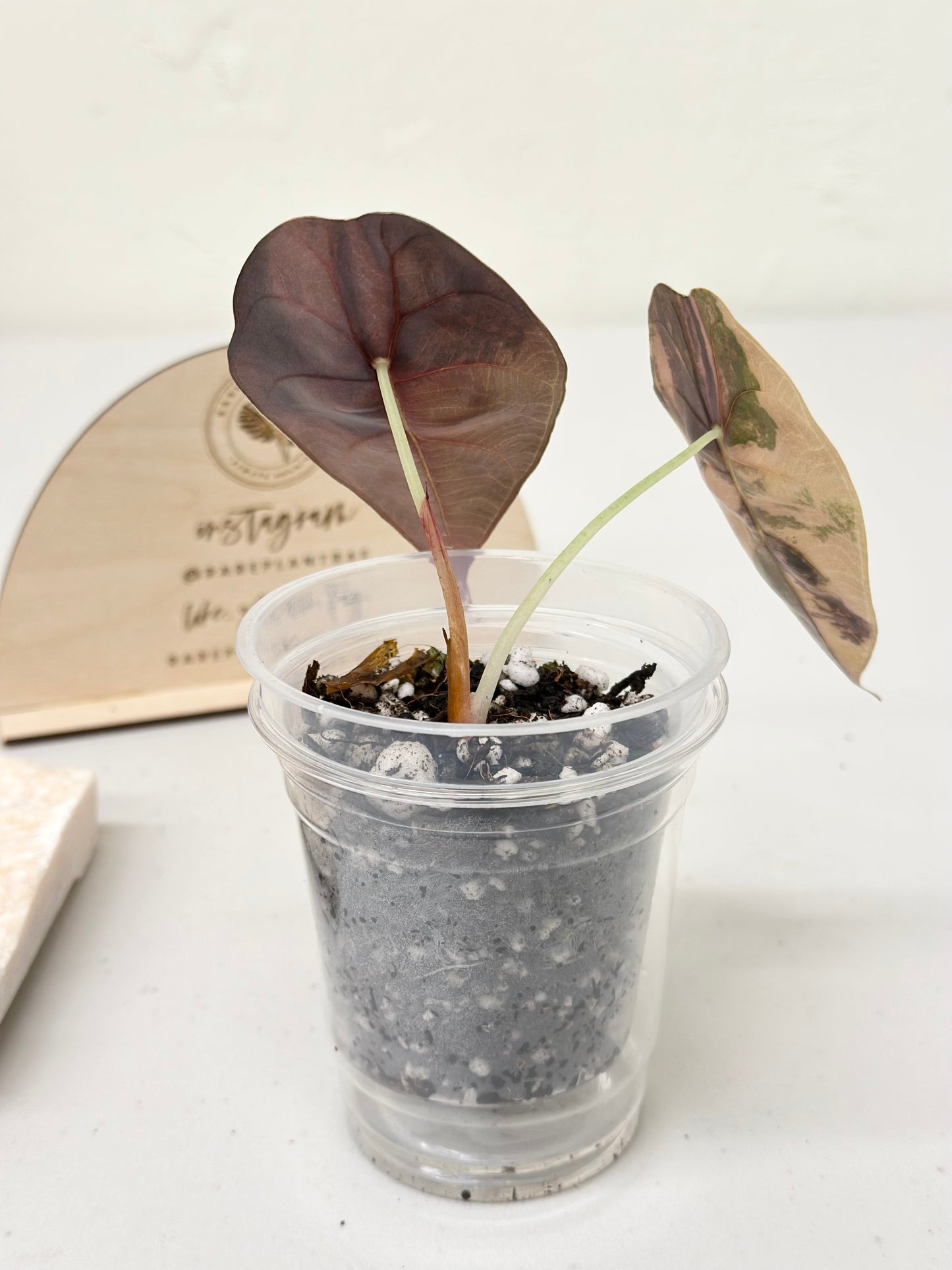 Alocasia Sedenii variegated - aurea *premium var*