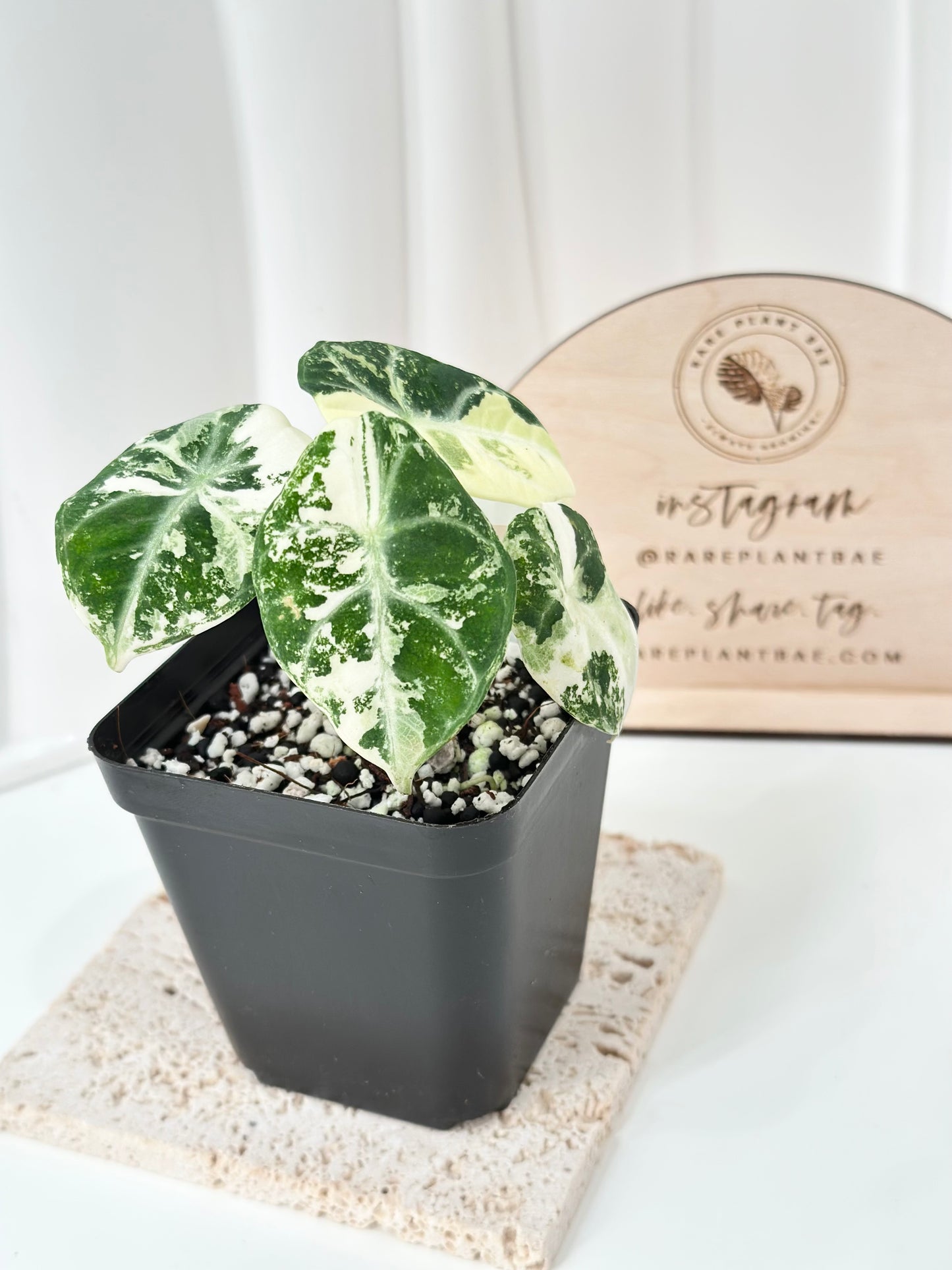 Alocasia Ninja variegated - albo
