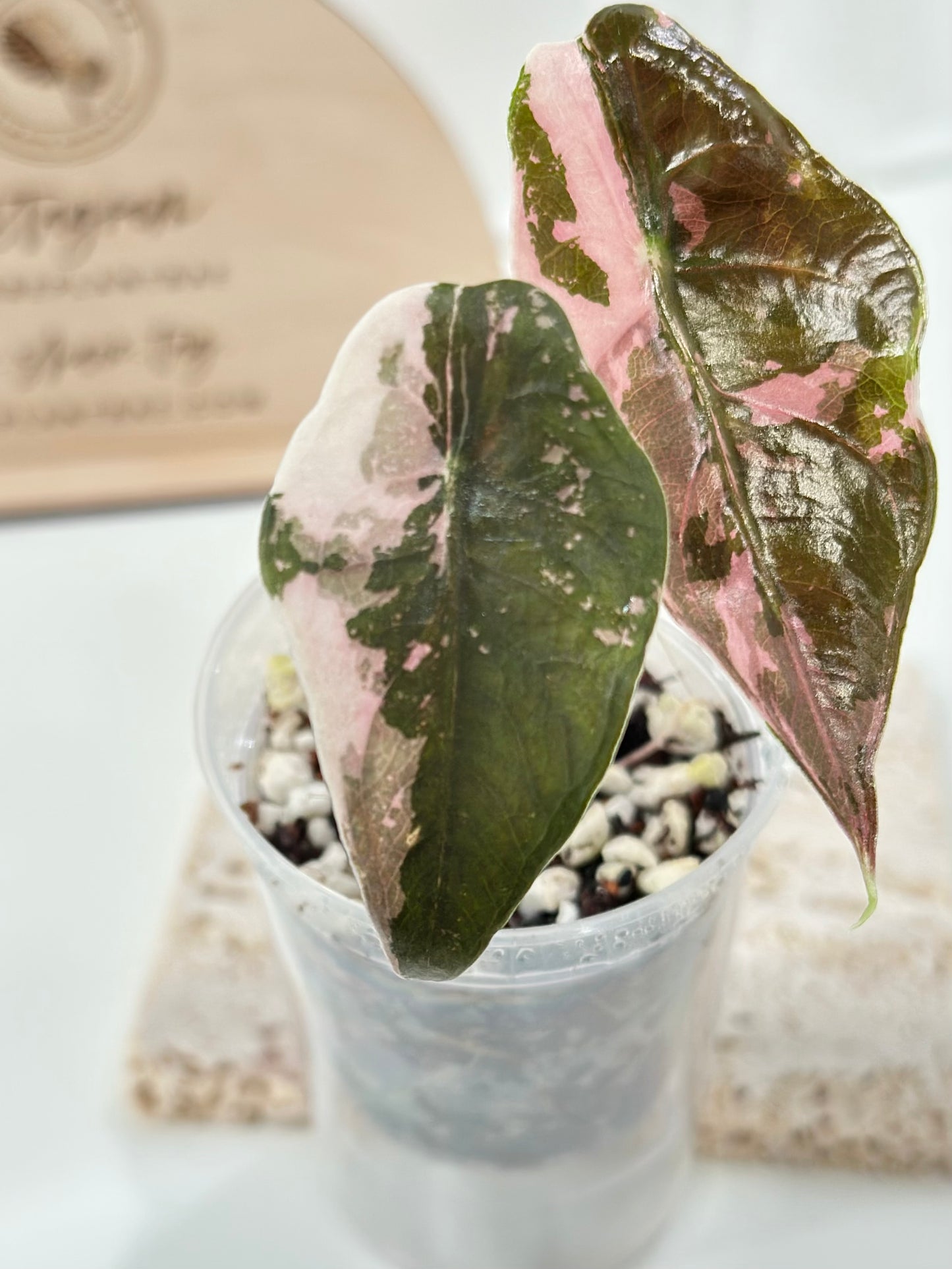 Alocasia Chantrieri Variegated - pink (high var)