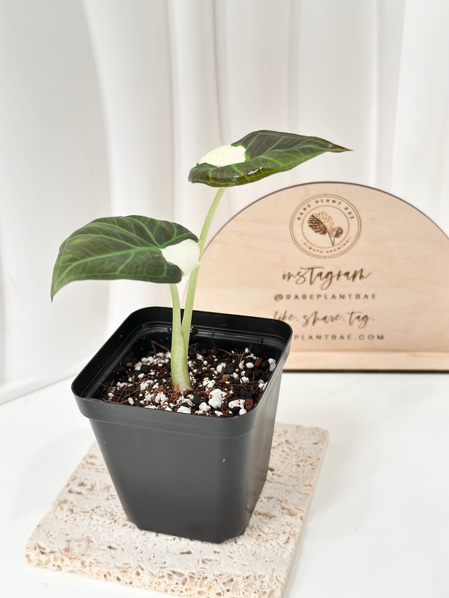 Alocasia Regal Shield Variegated - albo