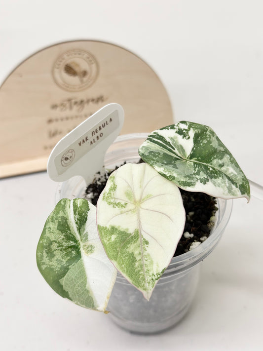 Alocasia Nebula Variegated - albo