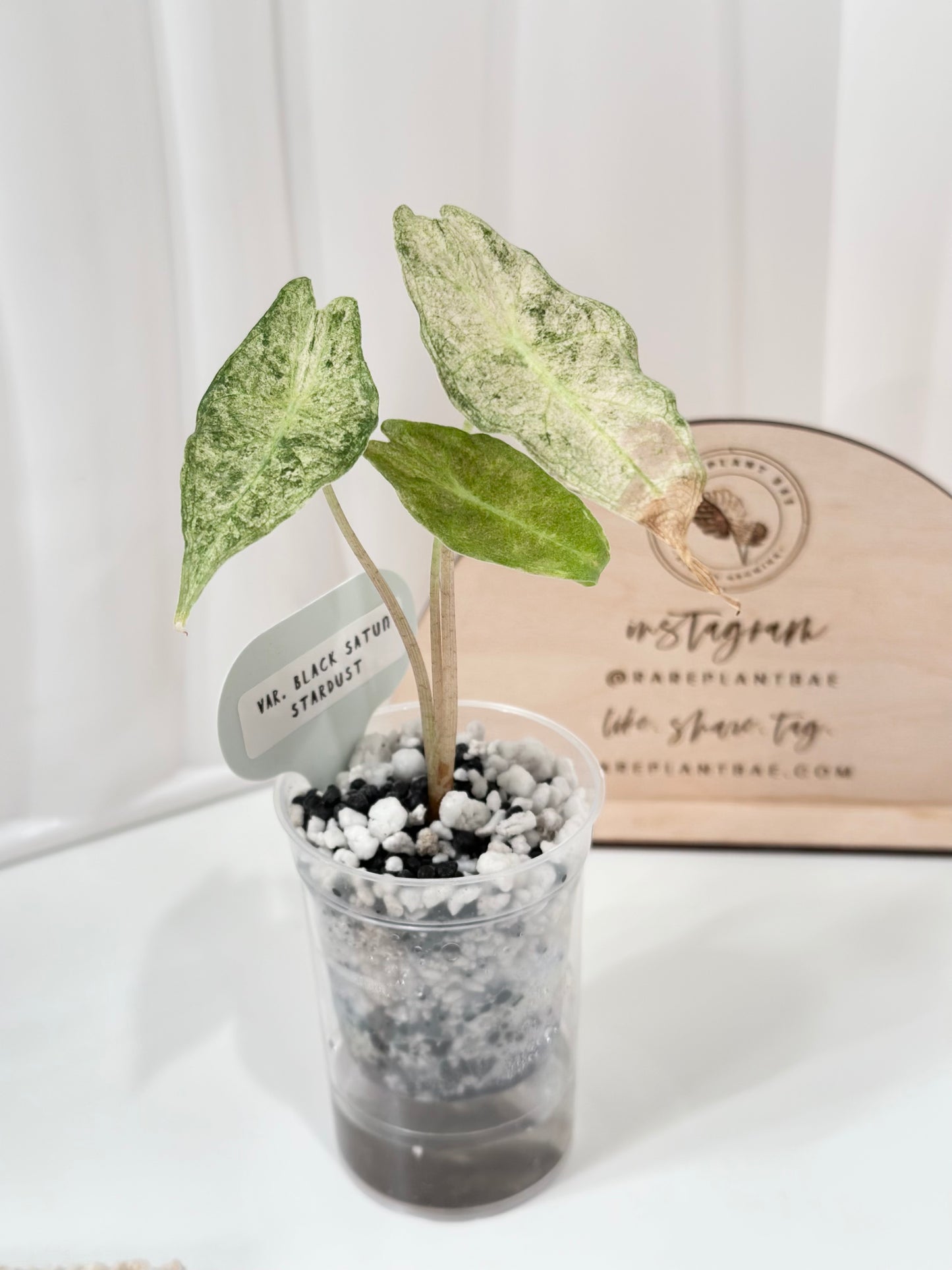 Alocasia Black Satun Variegated - Stardust