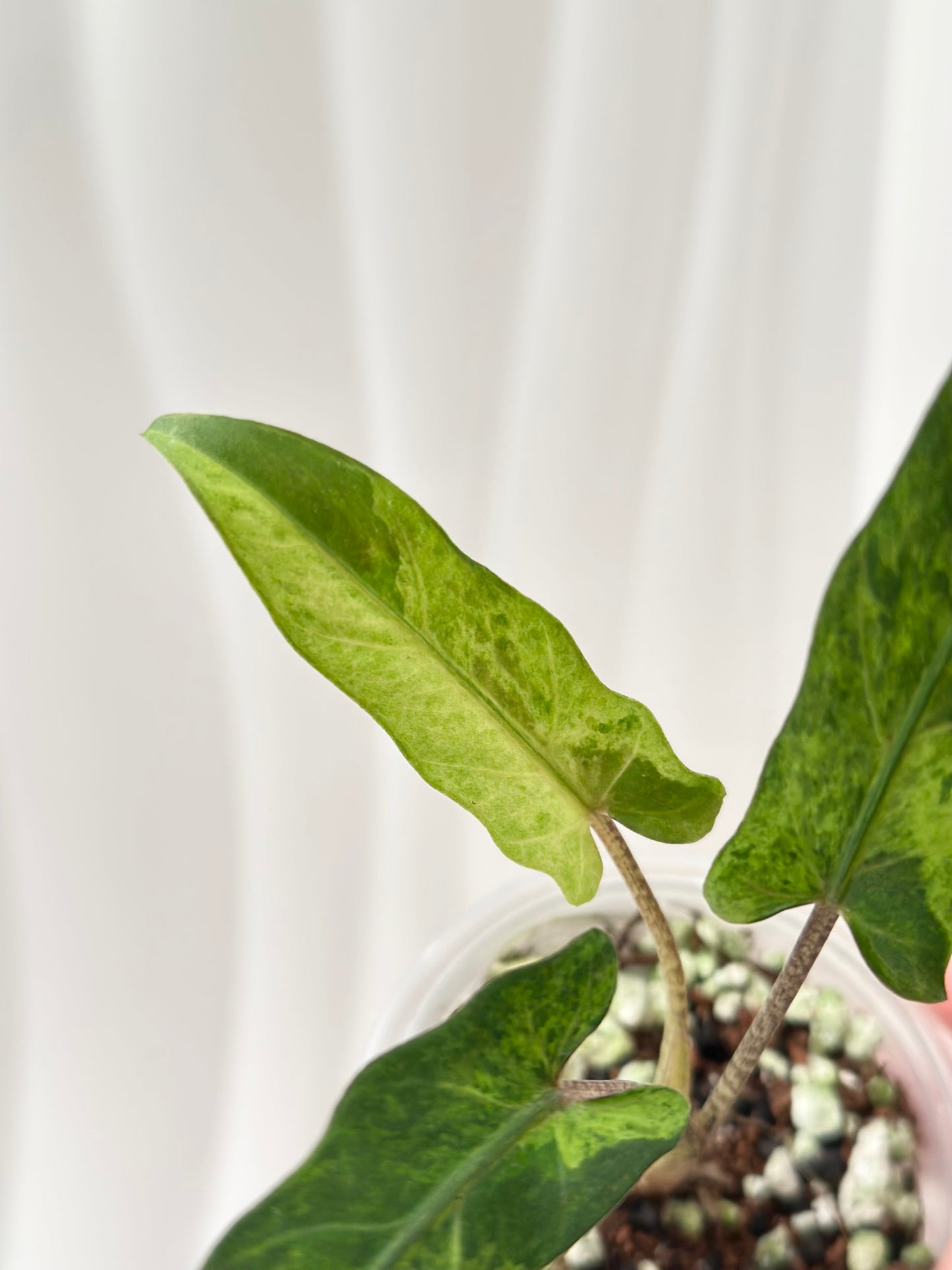 Alocasia Lauterbachiana variegated - aurea