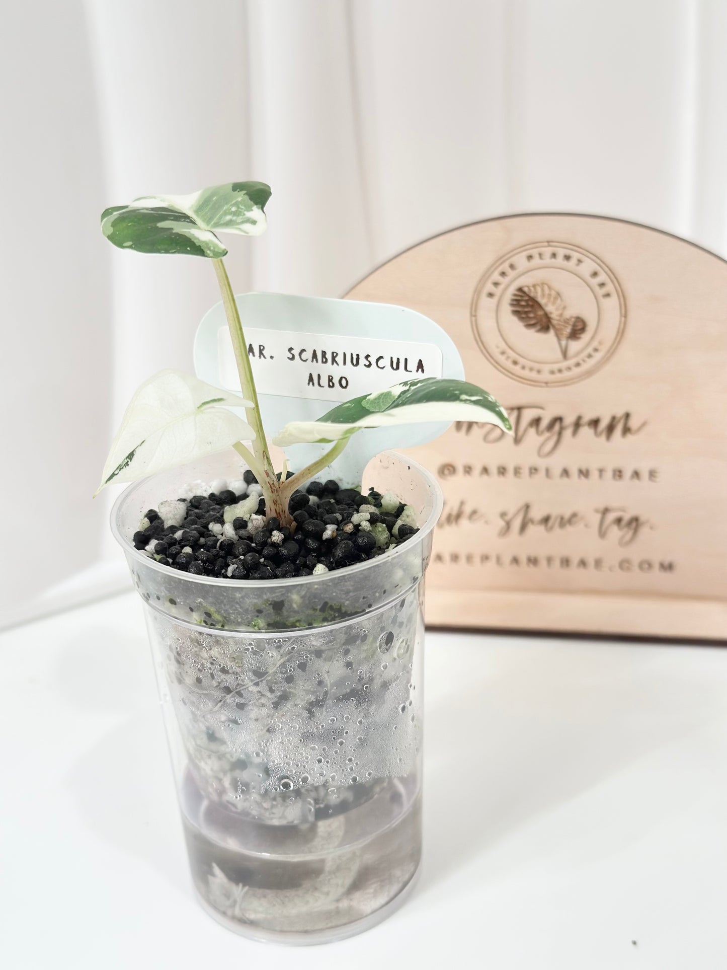 Alocasia Scabriuscula Variegated - albo