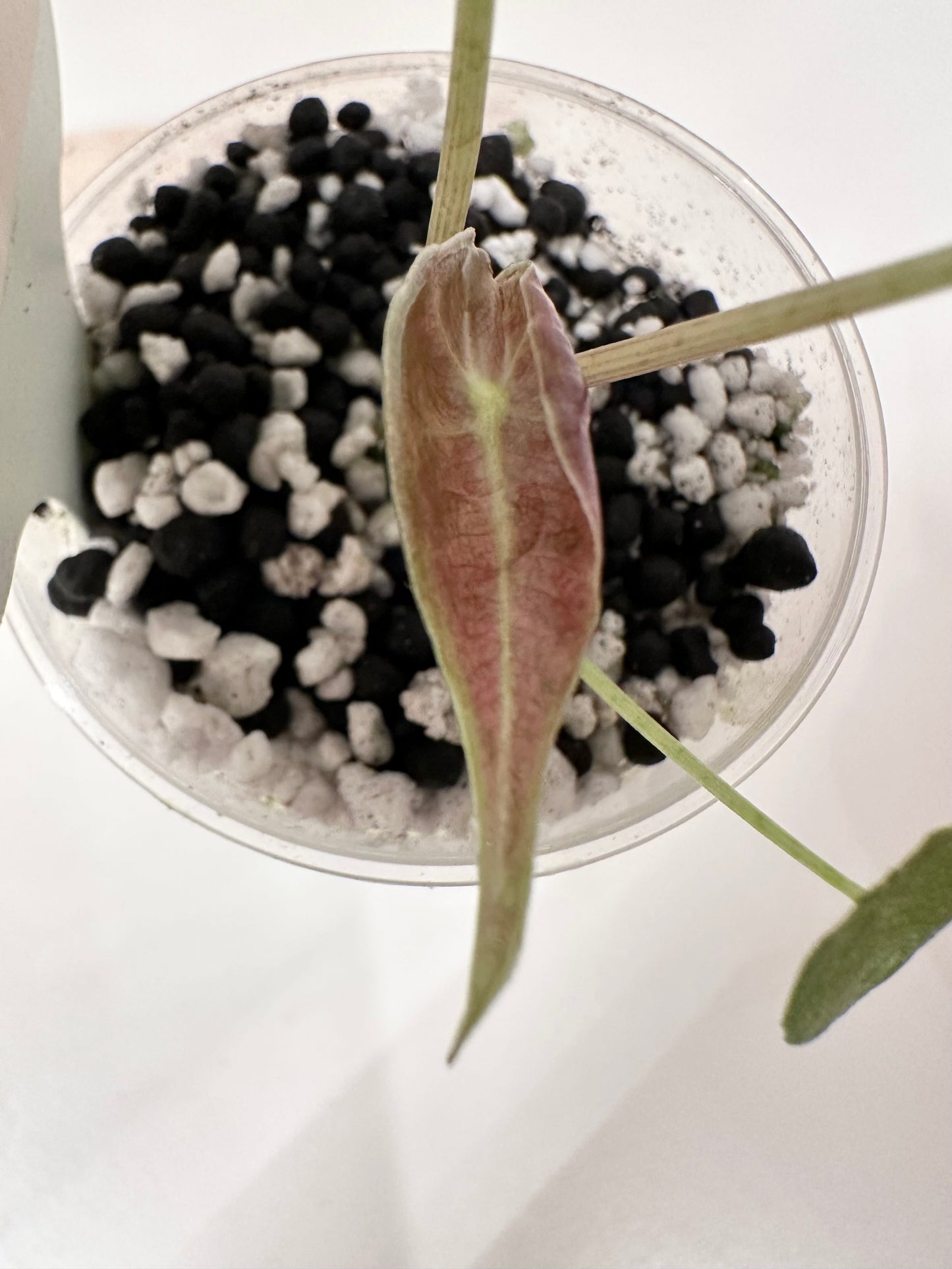 Alocasia Black Satun Variegated - Stardust