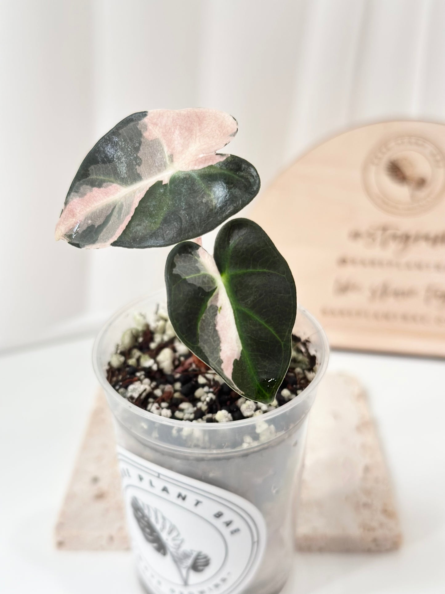 Alocasia Heart Balloon Variegated - pink