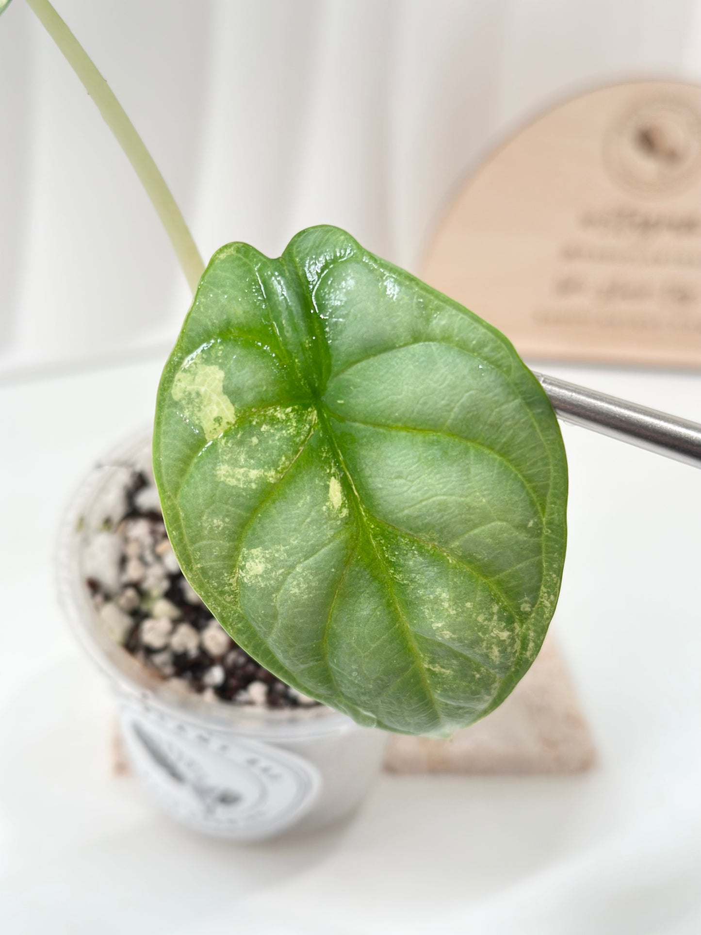 Alocasia Silver Dragon Variegated - aurea