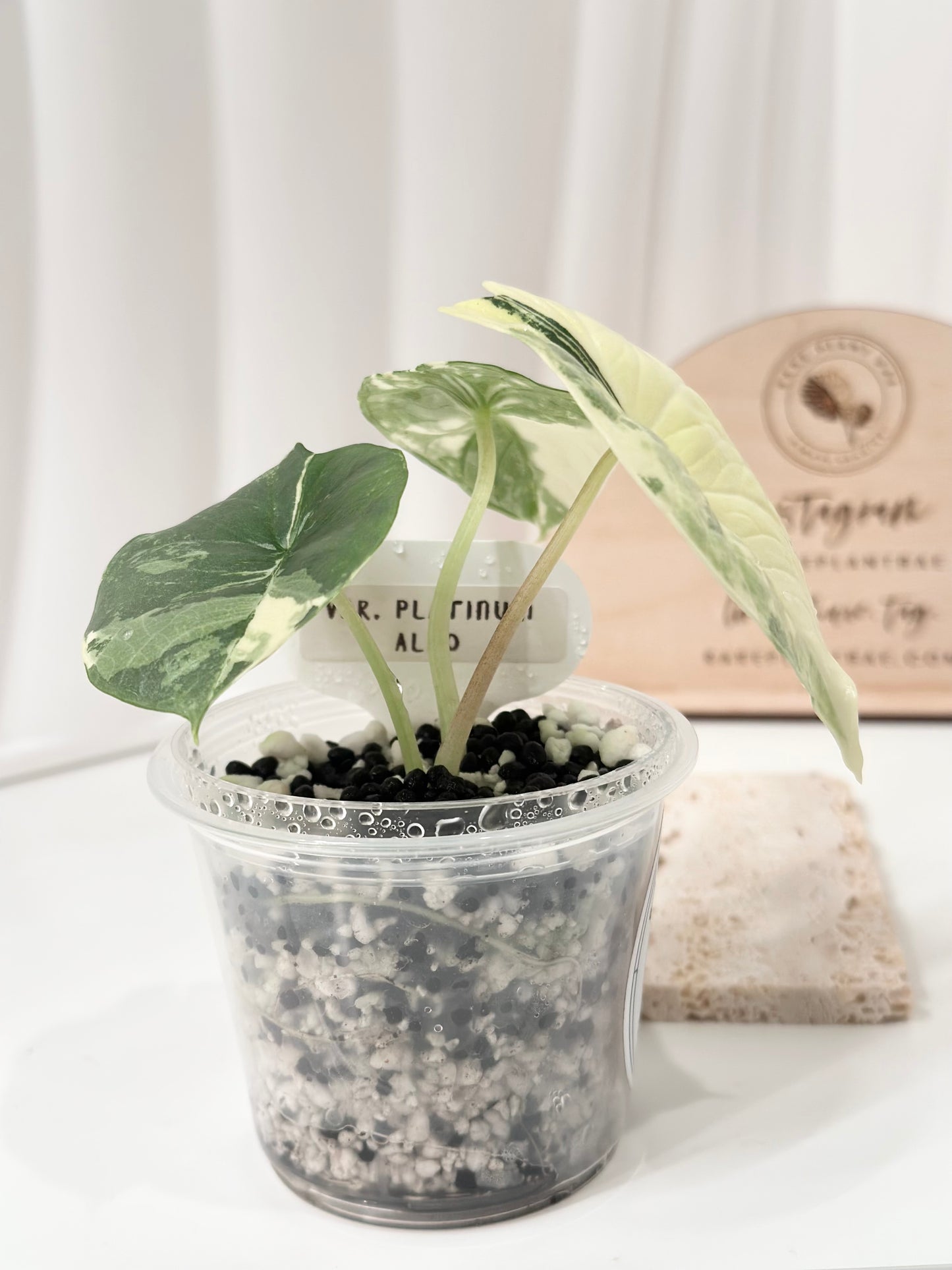 Alocasia Bisma "Platinum" variegated - albo