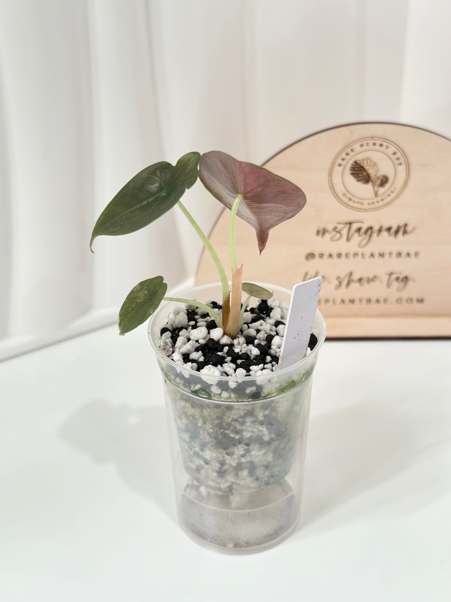 Alocasia Cuprea Variegated - pink/mint