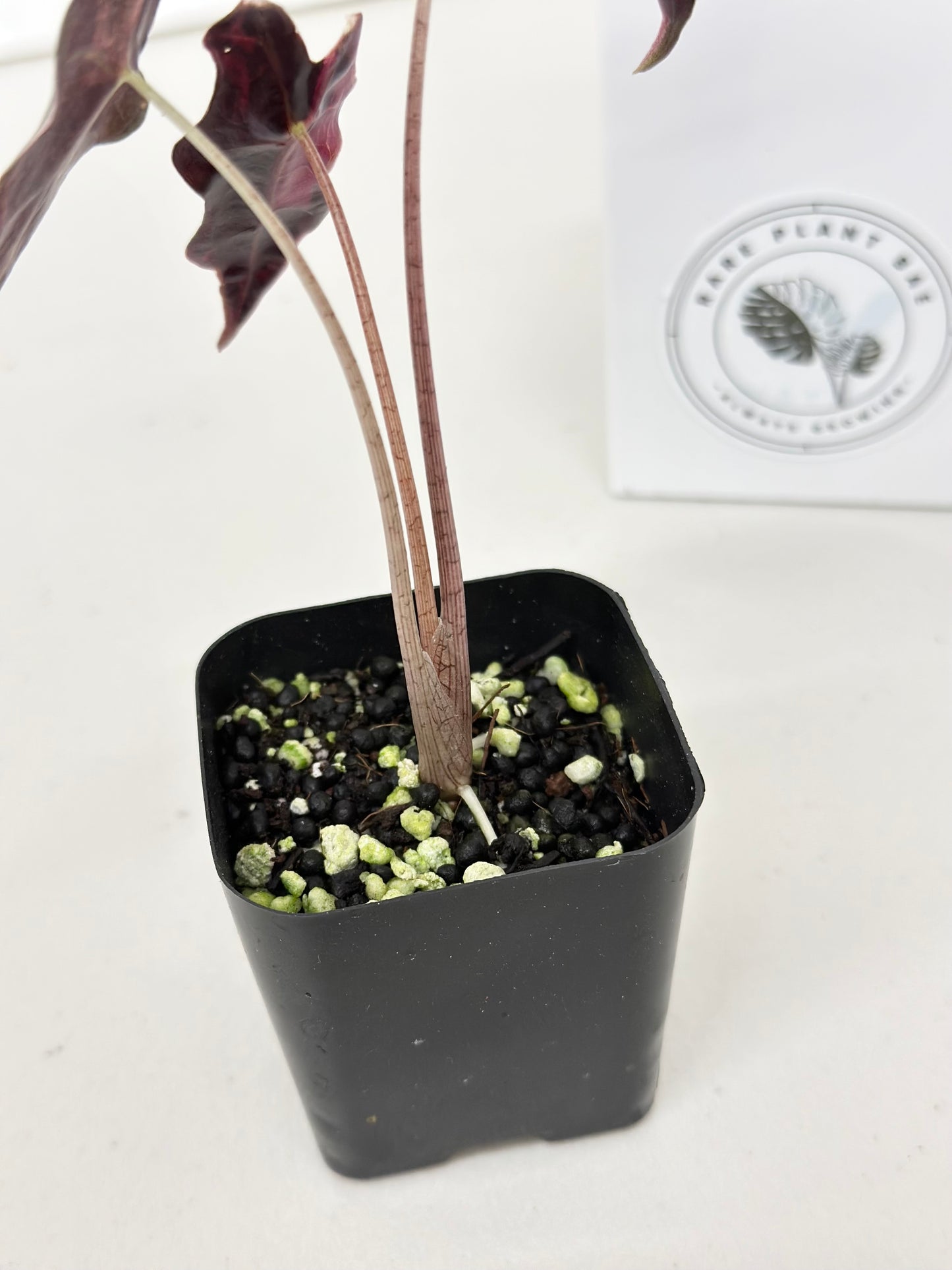 Alocasia Sanderiana "Nobilis K" Variegated - pink