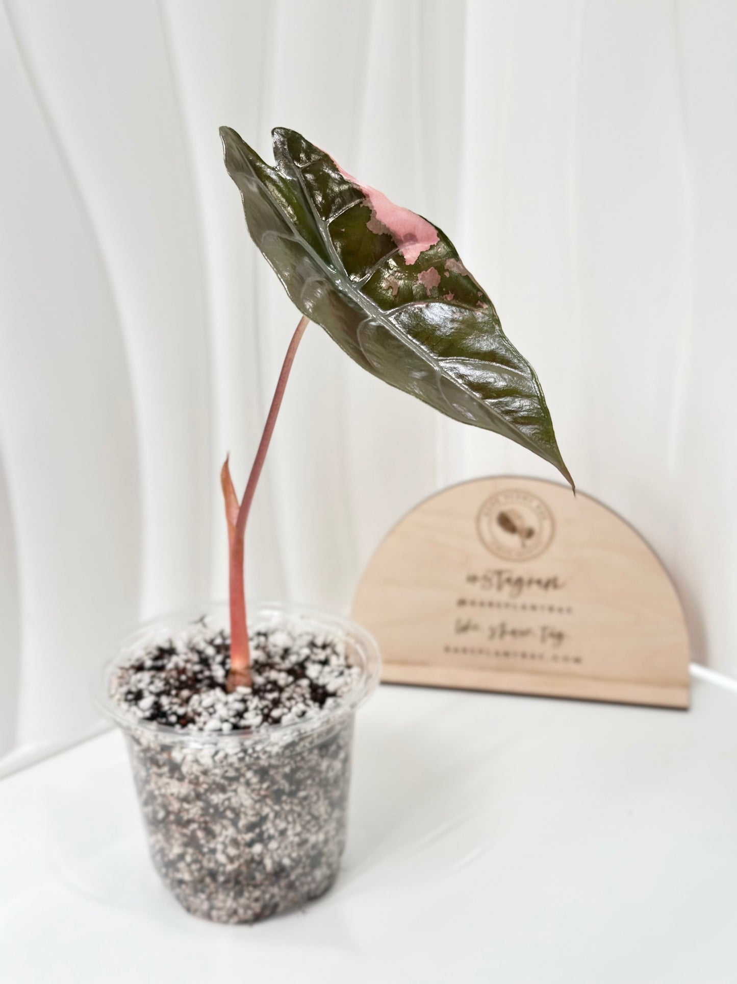 Alocasia Chantrieri Variegated - pink