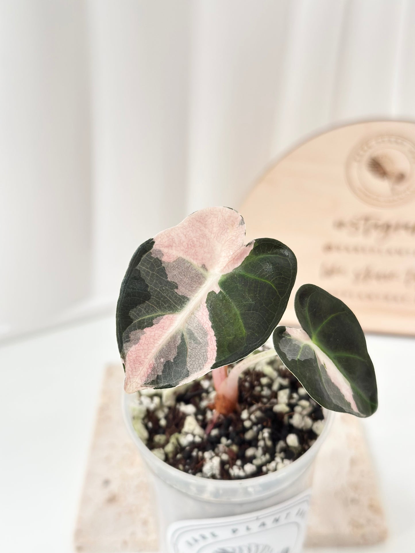 Alocasia Heart Balloon Variegated - pink