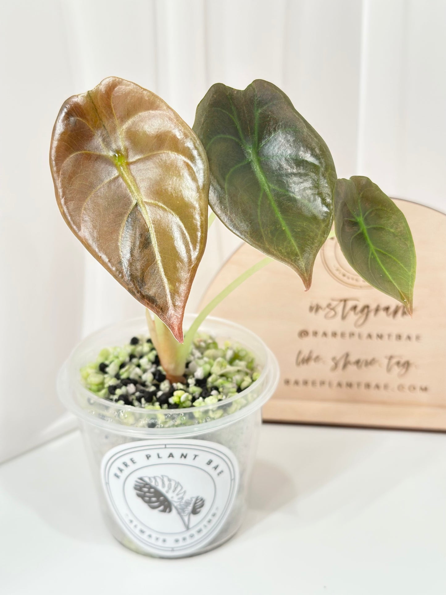 Alocasia Cuprea variegated - "caramel latte"/ aurea