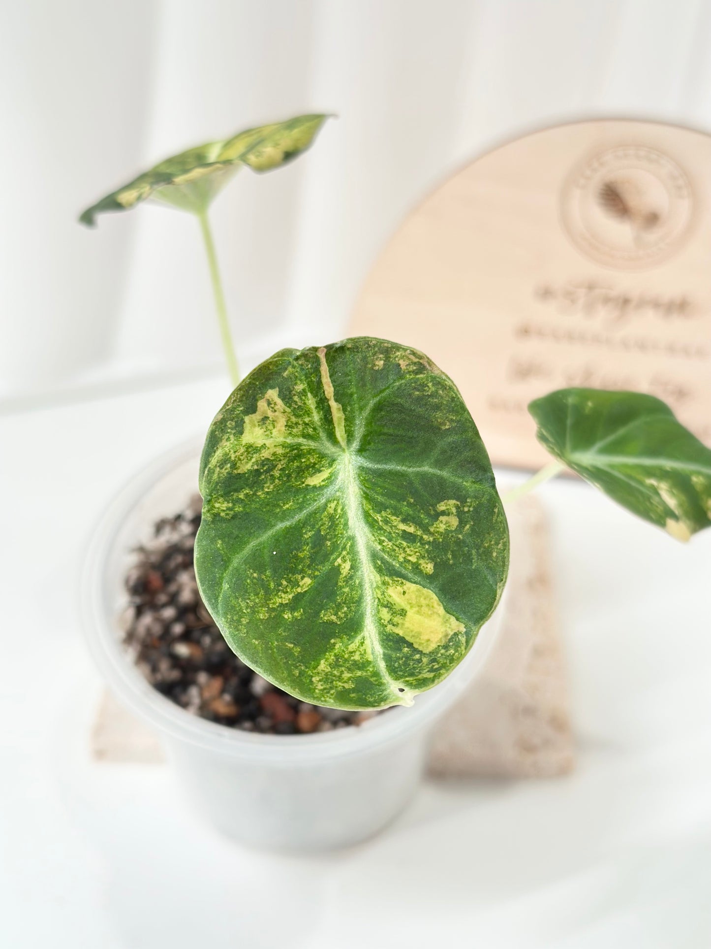 Alocasia Black Velvet Variegated - aurea