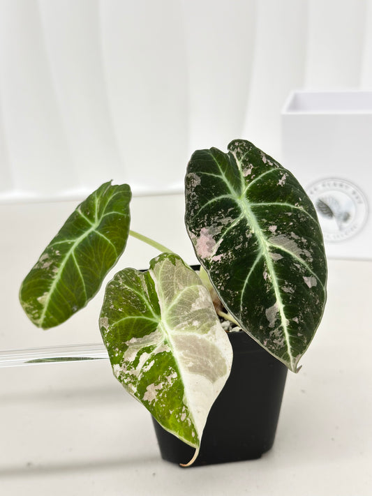 Alocasia Black Velvet Variegated - pink/albo