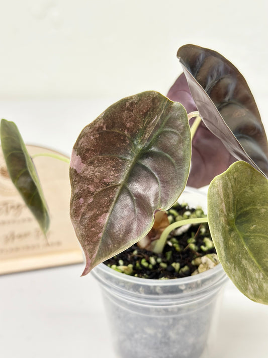 Alocasia Cuprea Variegated - pink/mint