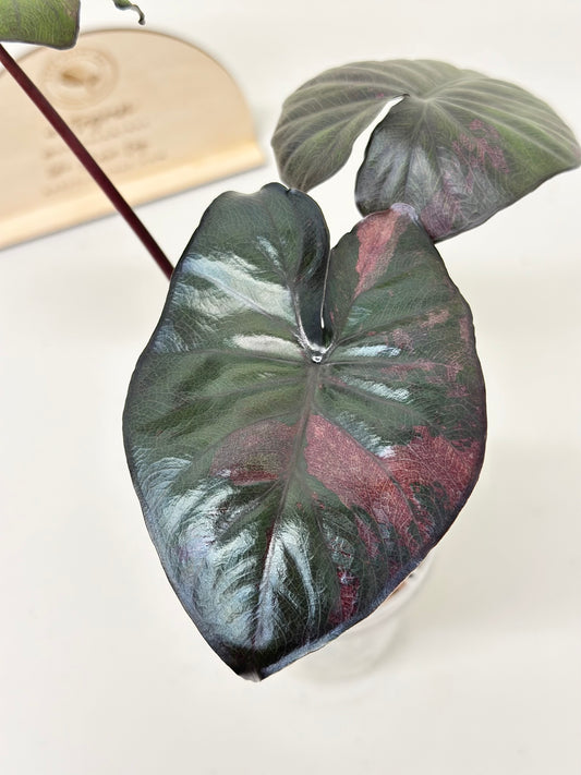Alocasia Serendipity Variegated - pink *stem grown*
