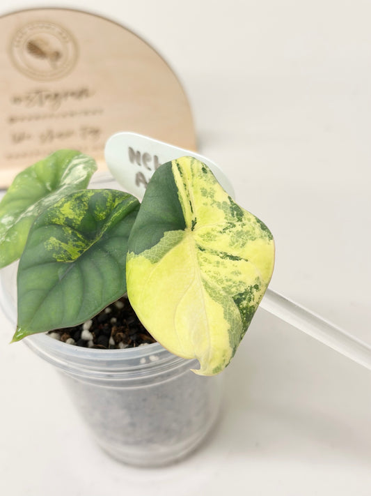 Alocasia Nebula Variegated - aurea