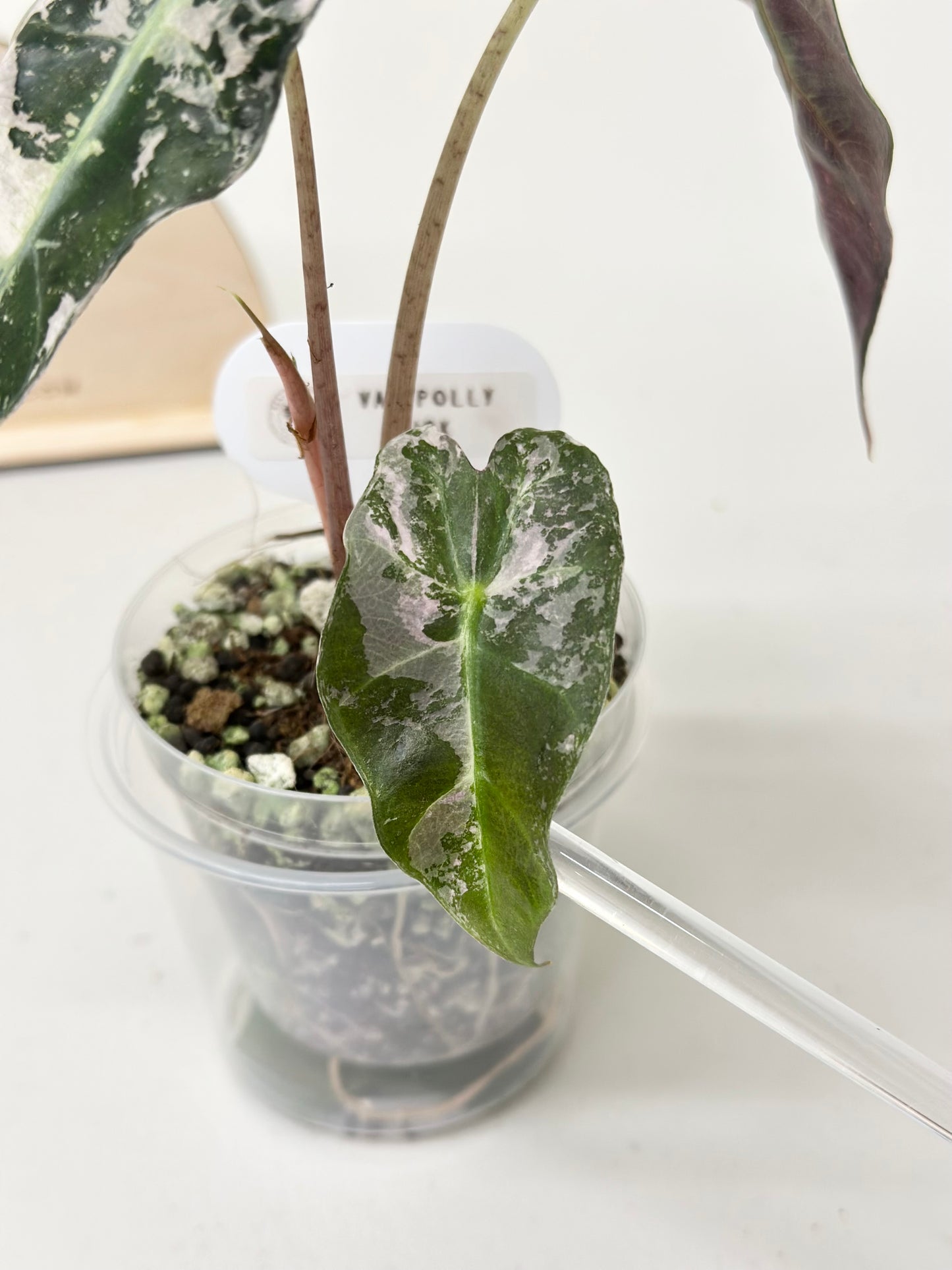 Alocasia Polly variegated - Pink (P7)