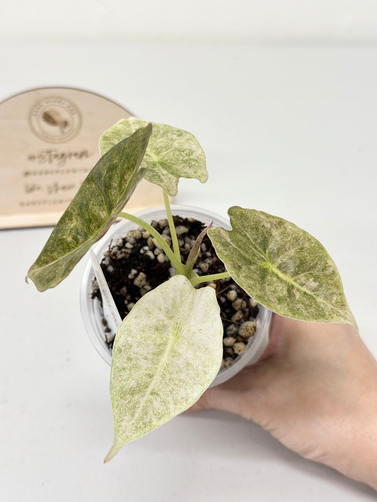 Alocasia Golden Bone variegated - pink mint (W4)
