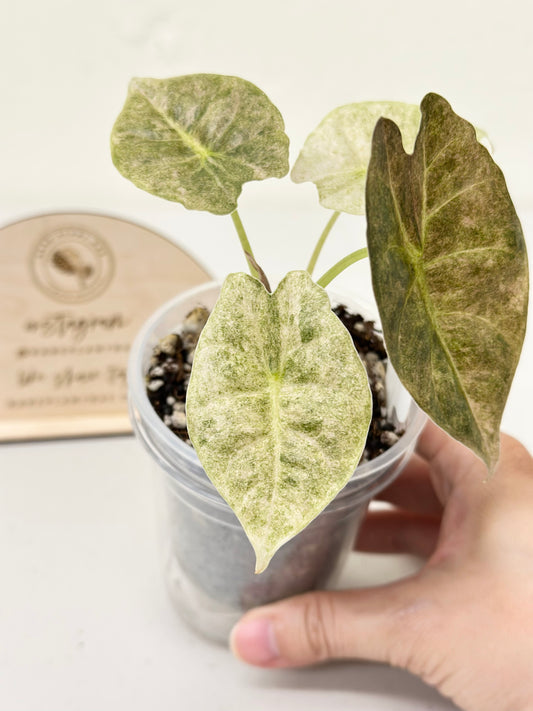 Alocasia Golden Bone variegated - pink mint (W4)