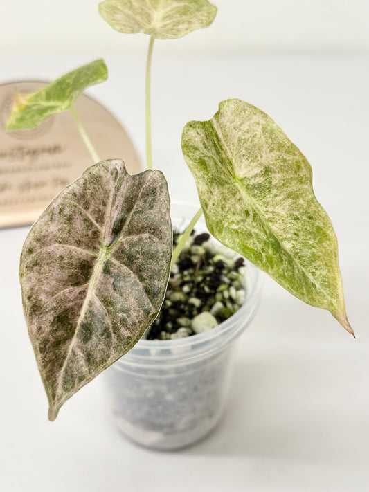 Alocasia Golden Bone variegated - pink mint (W3)