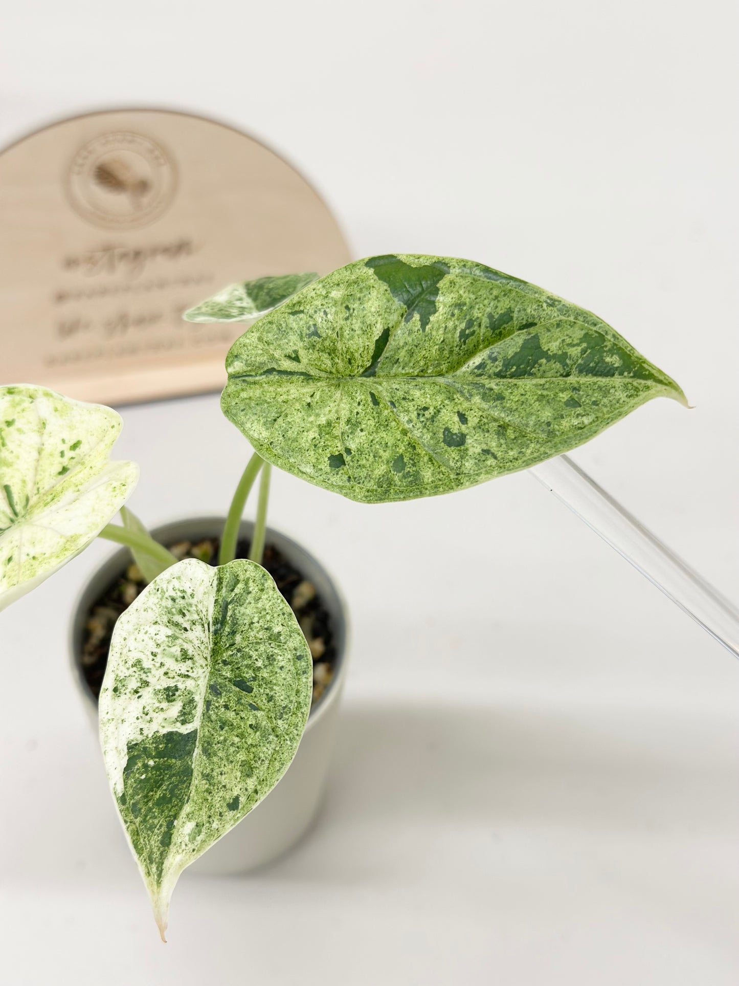 Alocasia Dragon Scale Variegated (Mint)