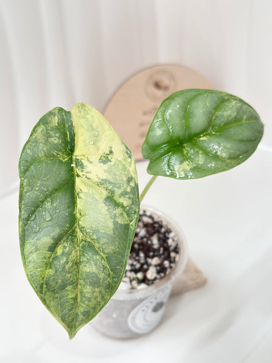 Alocasia Silver Dragon Variegated - aurea