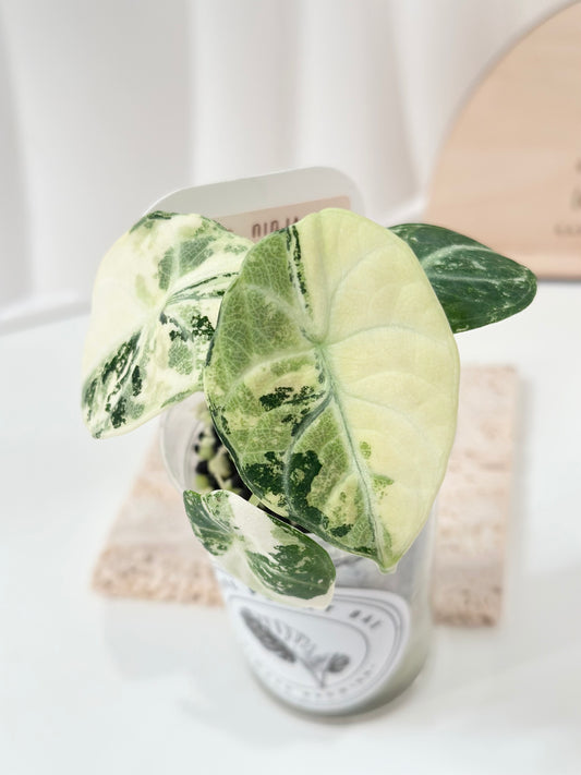 Alocasia Ninja variegated - albo