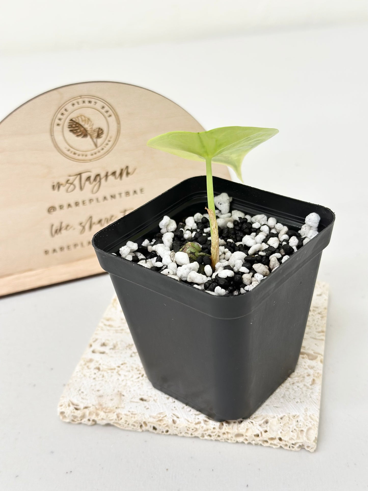 Alocasia Dragon Scale Variegated - aurea (stem grown)