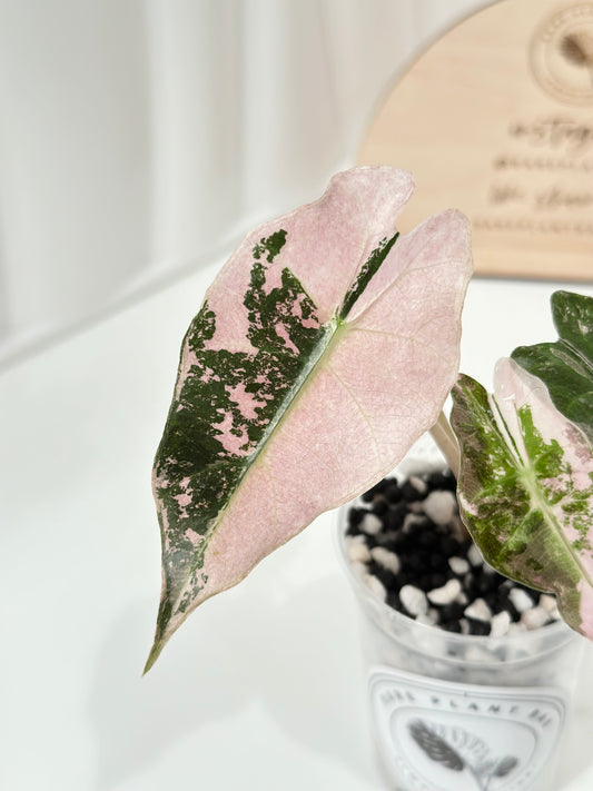 Alocasia Polly variegated - Pink