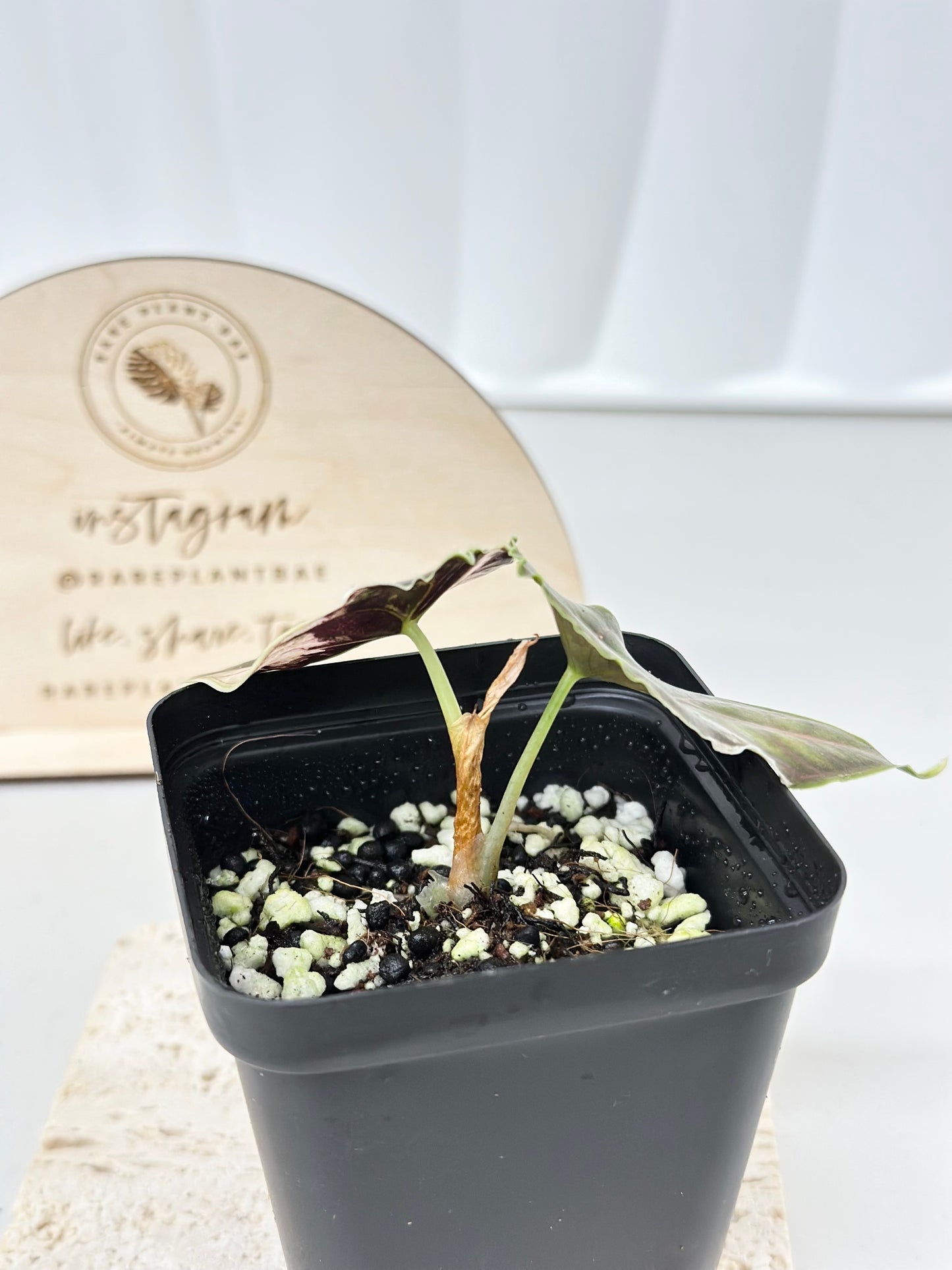 Alocasia Azlanii variegated - albo/pink