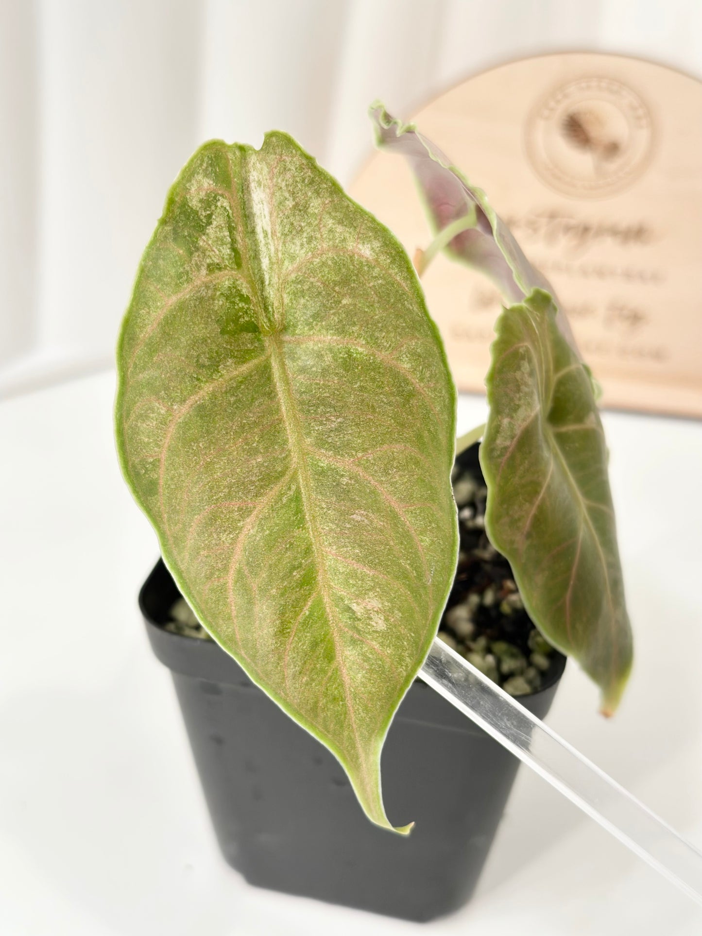 Alocasia Azlanii variegated - albo/pink