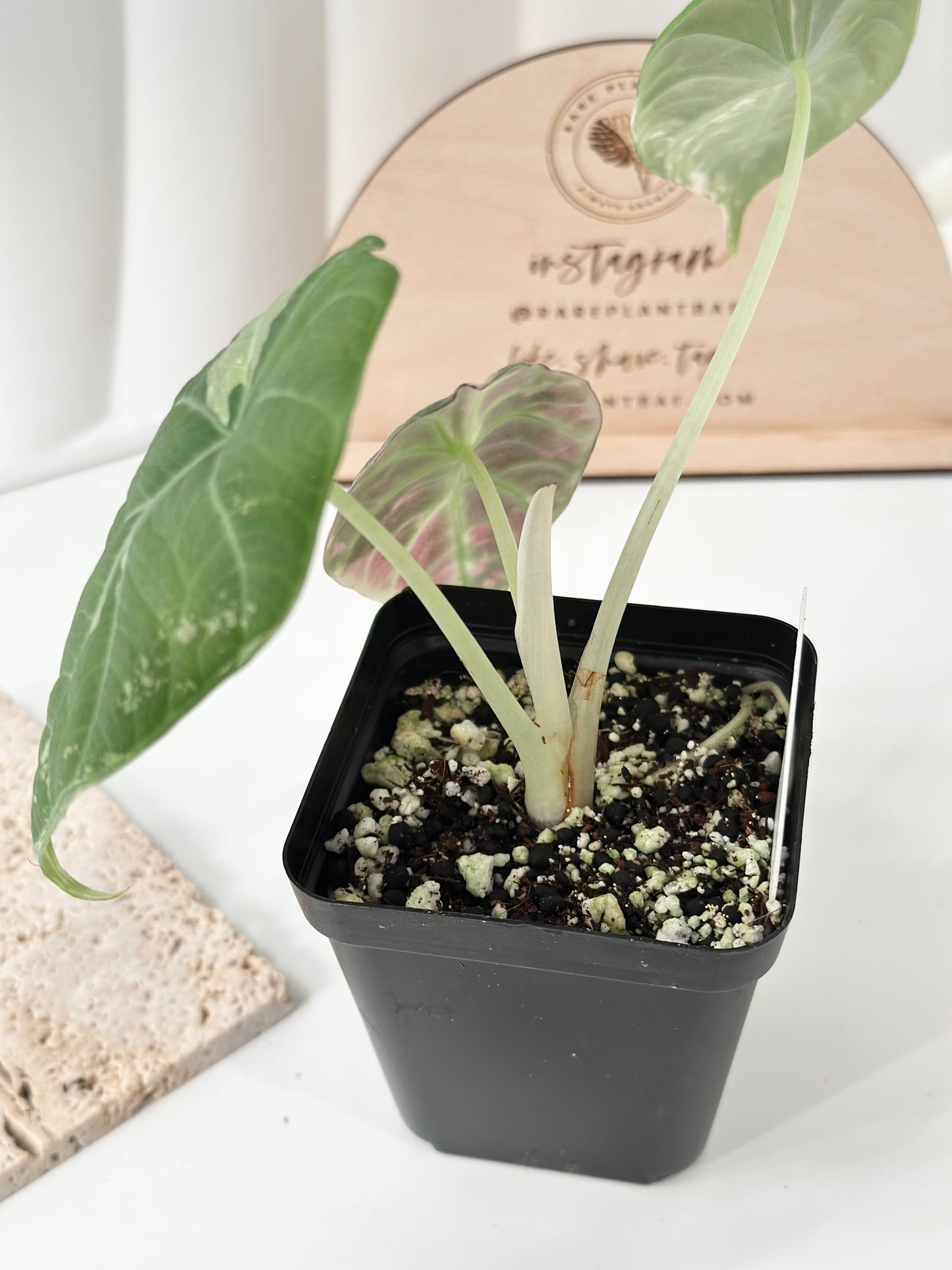 Alocasia Maharani variegated - albo