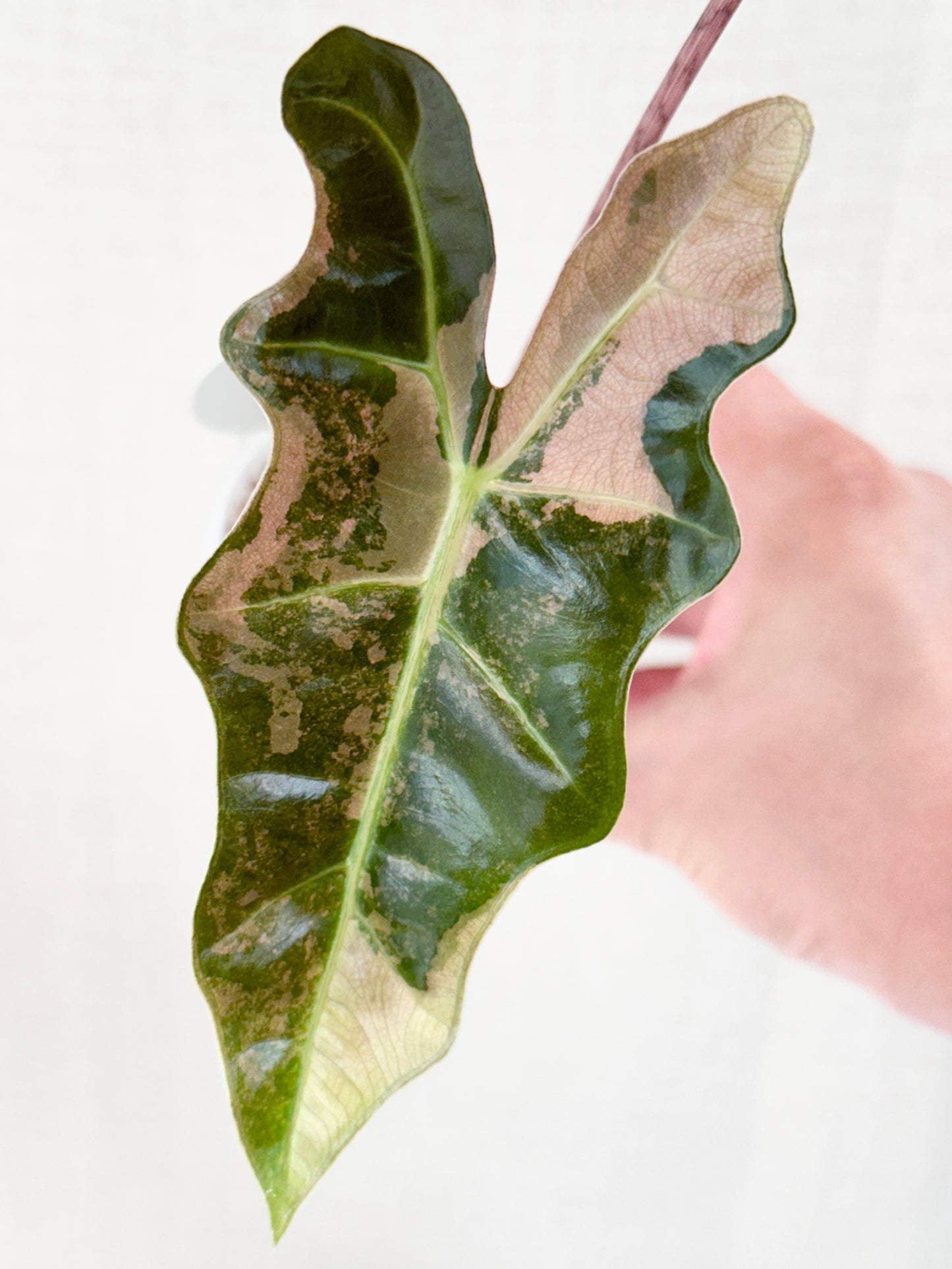 Alocasia Pseudo Sanderiana variegated - pink *high var*