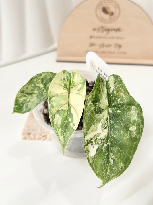 Alocasia Silver Dragon Variegated - albo