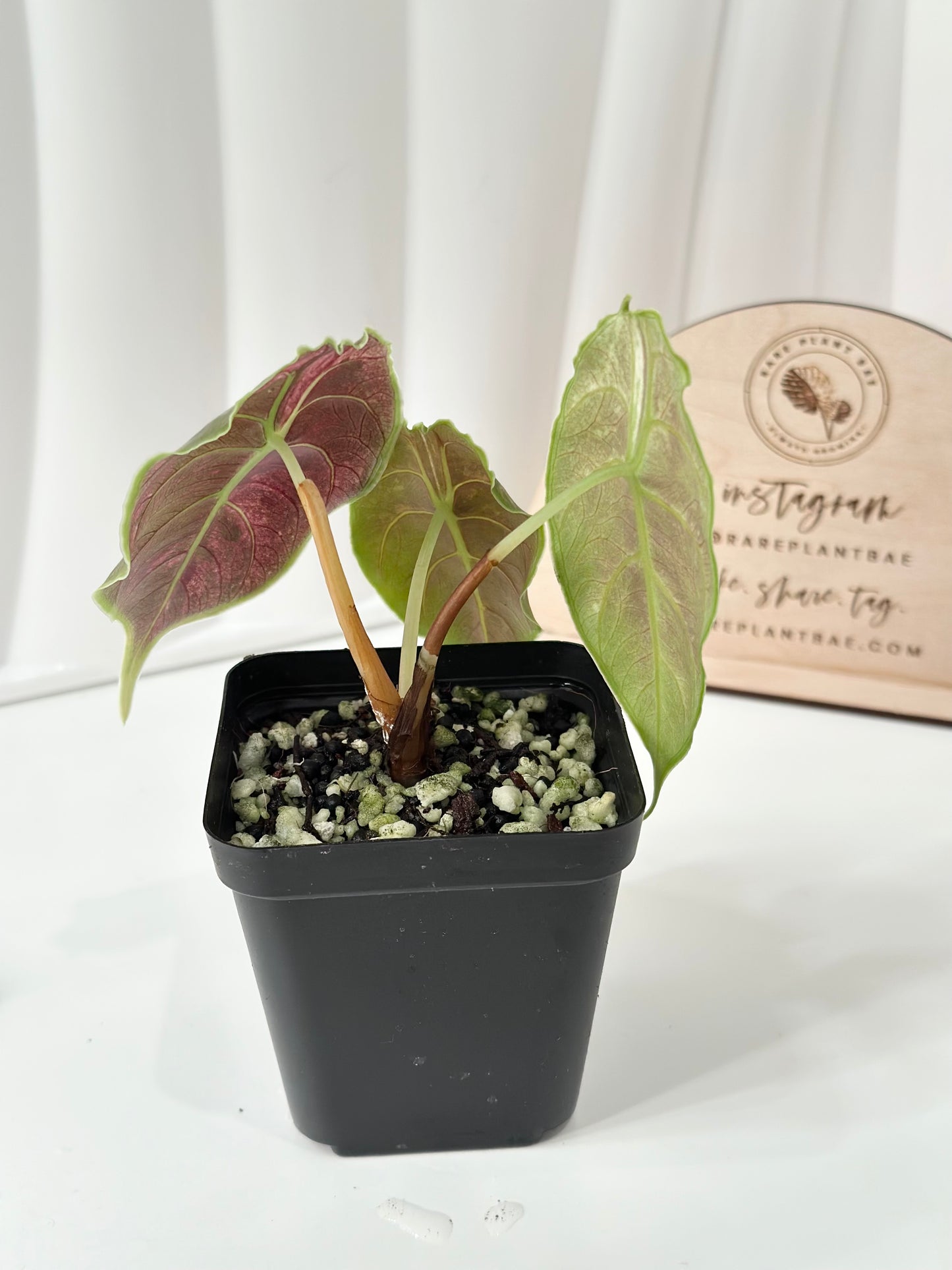 Alocasia Azlanii variegated - albo/pink