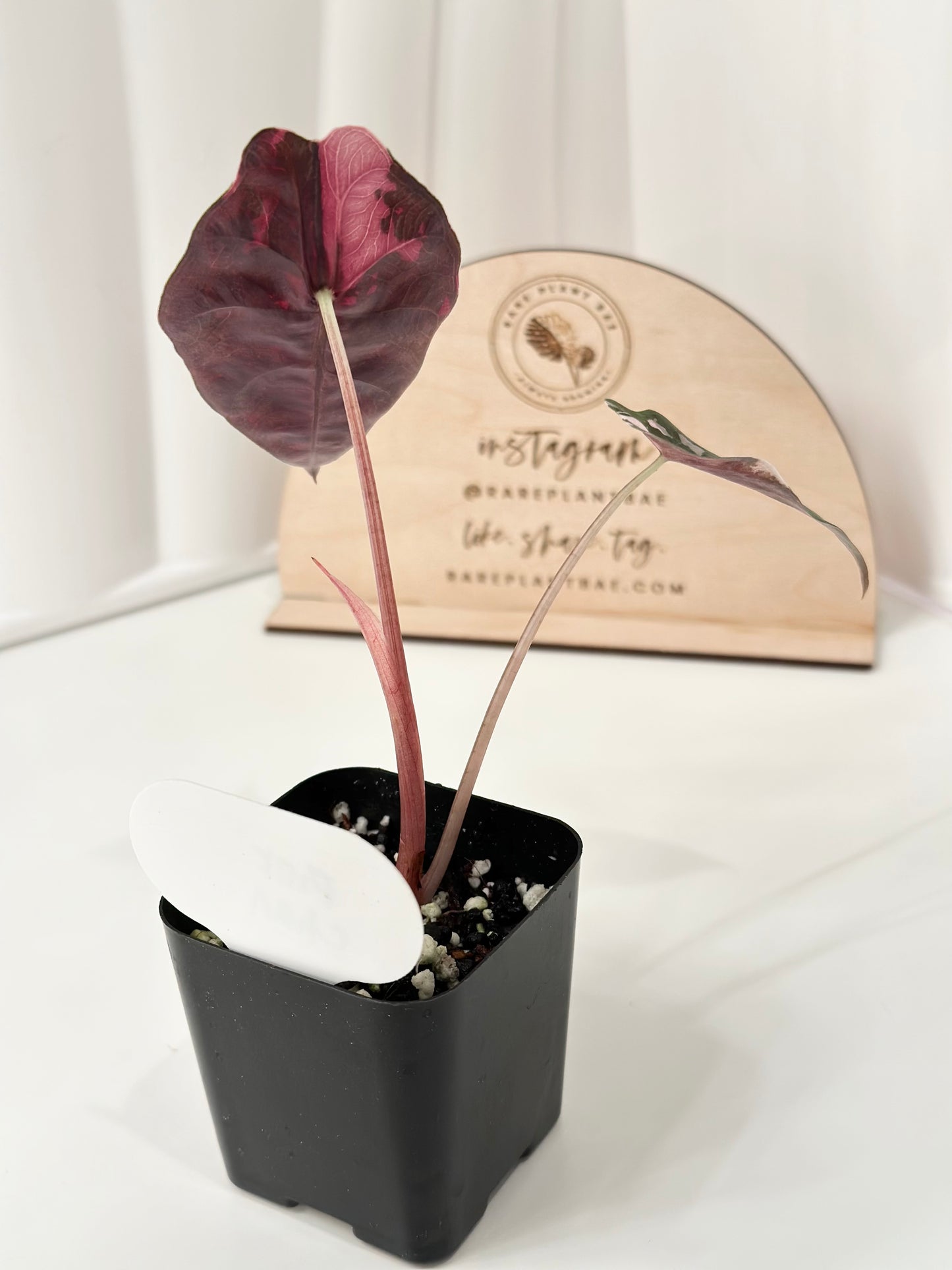 Alocasia Chantrieri Variegated - pink