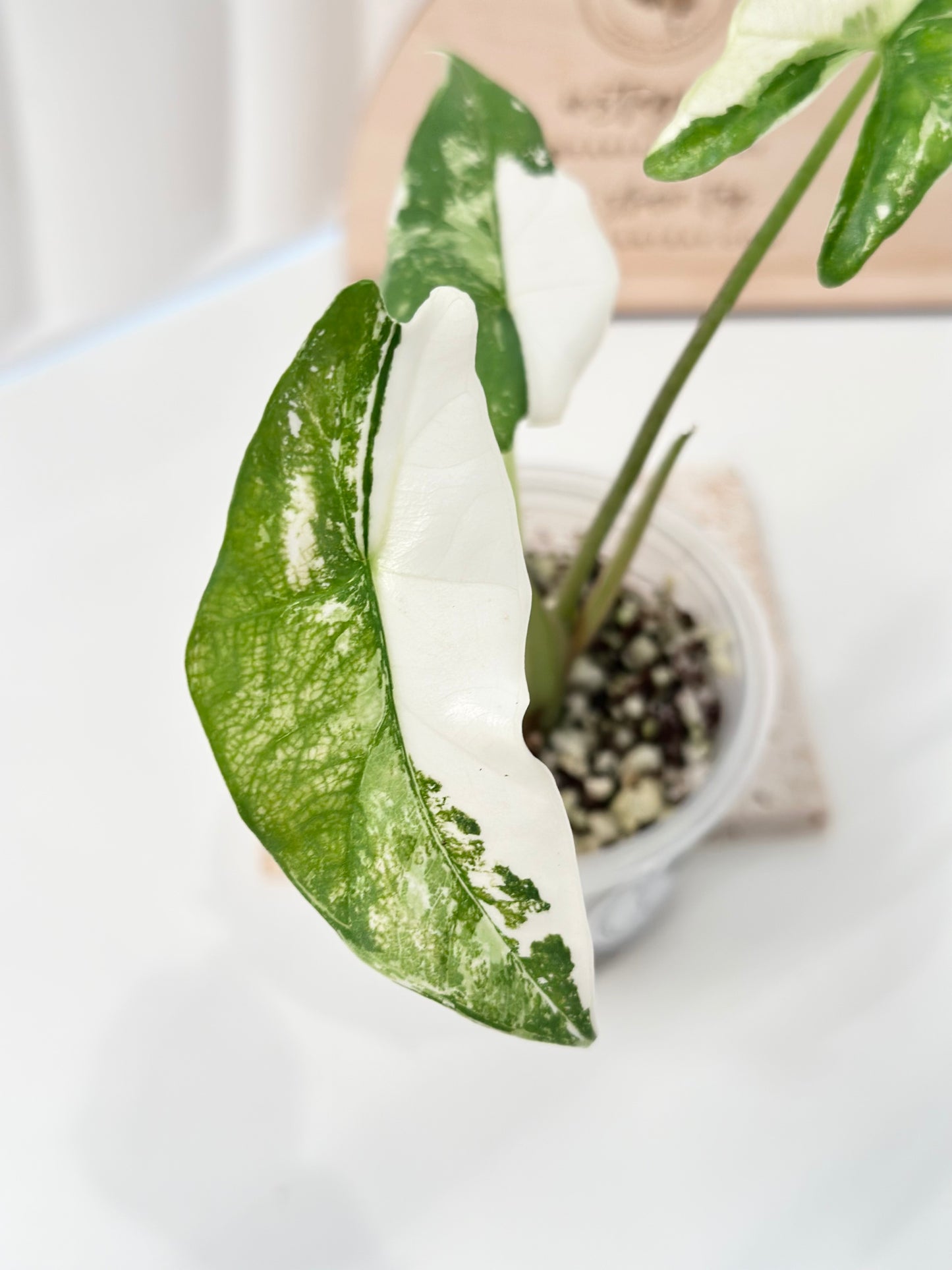 Alocasia Simpo Variegated - albo